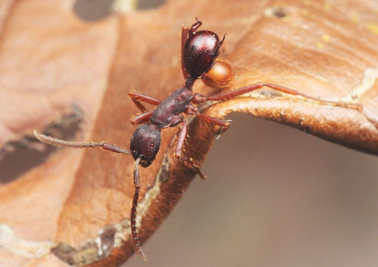 hitchhiker-ant.jpg