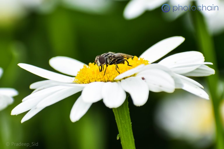Daisy and the Bee1.jpg