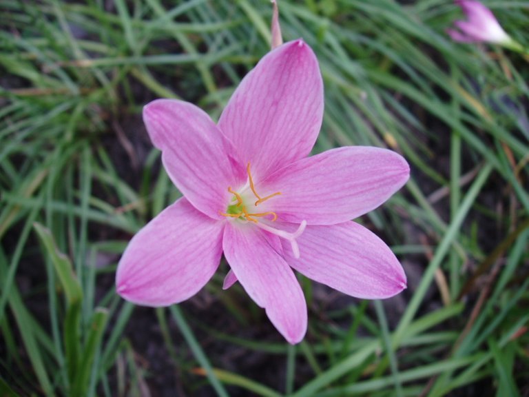 Queen Sirikit Park - flower