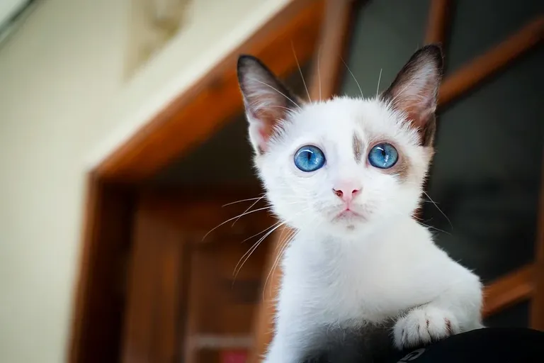 blue eyes cat liebe love.webp