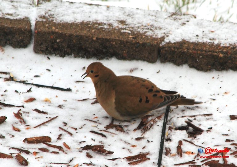 Mourning Dove PFW03_0084.JPG