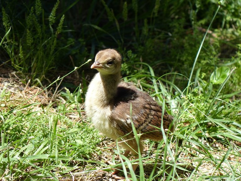 peacock-chicks-1511711_960_720.jpg