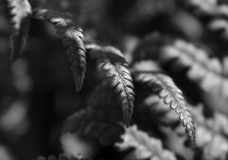 fern leaf bw 2.jpg