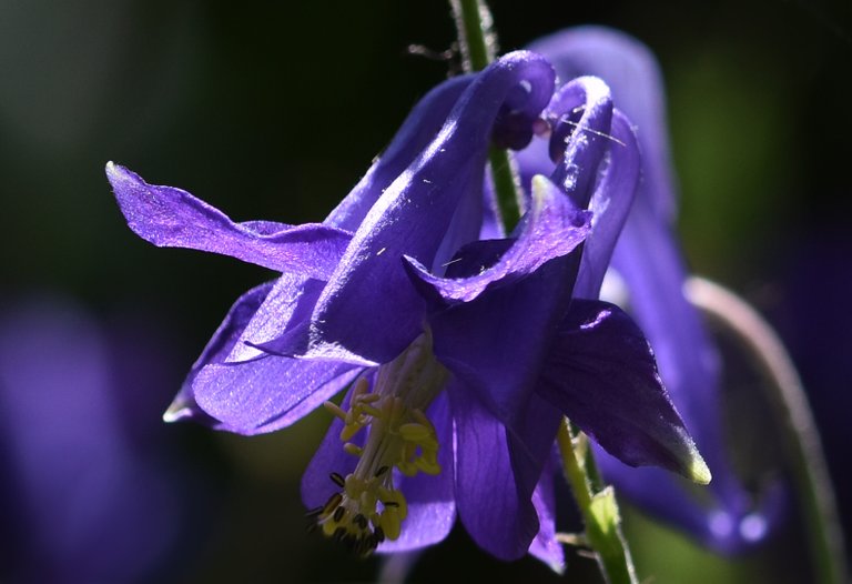 Columbine flower.jpg