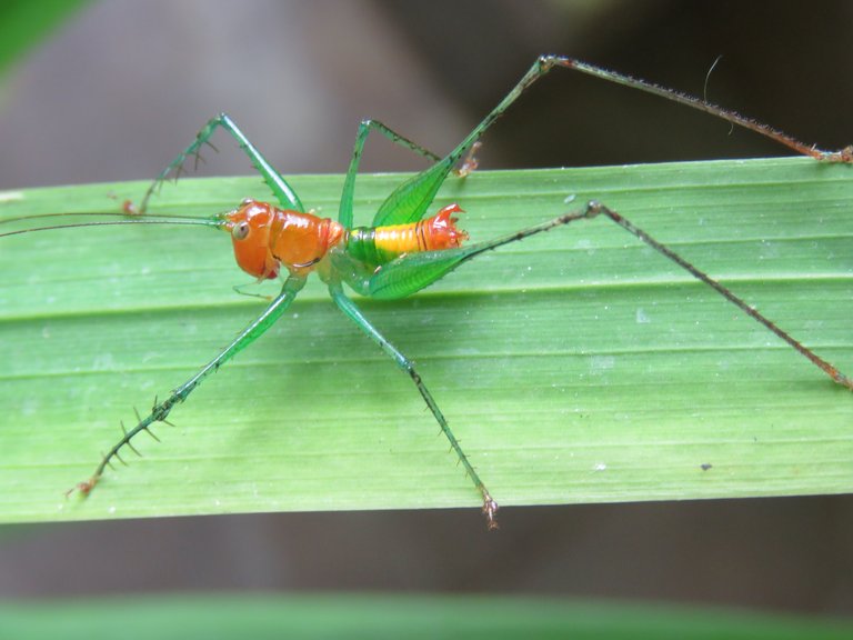 GUMMY BEAR GRASSHOPPER.jpg