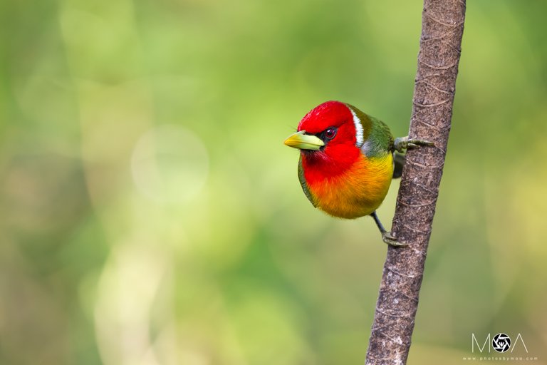 Red-headed Barbet.jpg