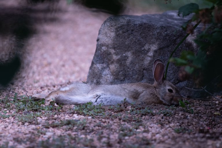 MikeBryantPhotography-BunnieFooFoo-5.jpg