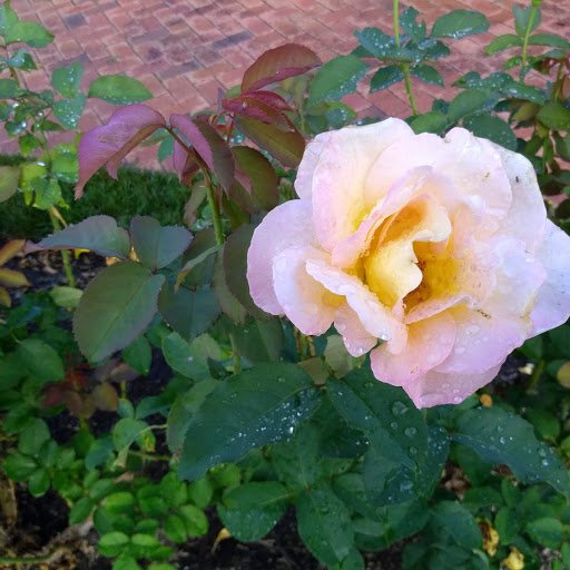 Biltmore Rose.jpg