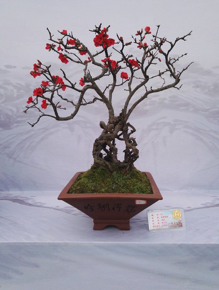 bonsai-exhibition-2076927_1920.jpg