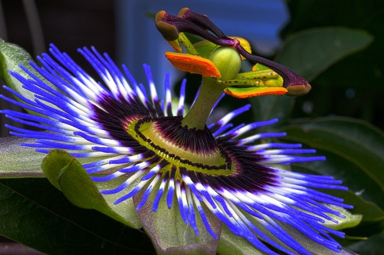 passion-flower-blue_960_720.jpg