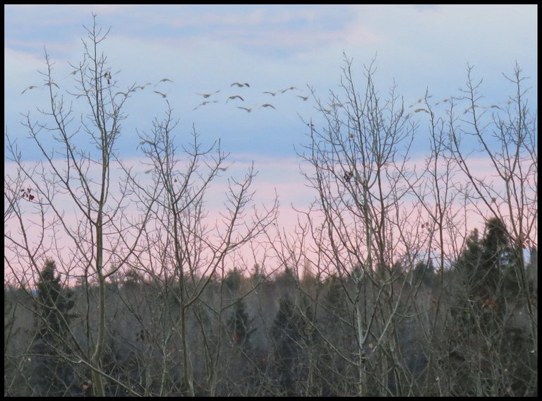 flock of geese flying just above trees with pink sunset  in the sky.JPG