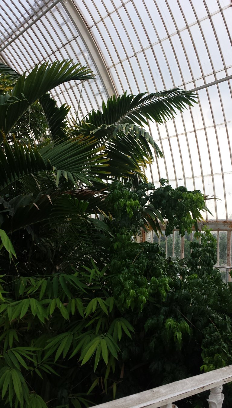 palms under roof 2.jpg