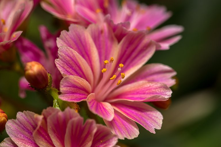 31-05-2018-lewisia-05436.jpg