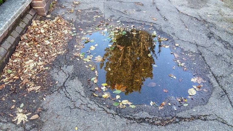 tree puddle.jpg