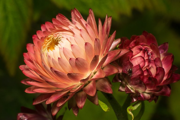 25-07-2018-bokeh-strawflower-03486.jpg