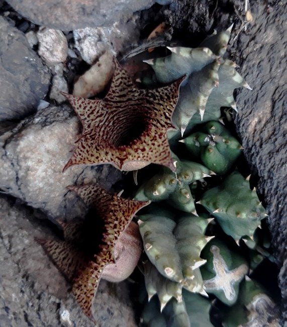 huernia loesneriana flowers.jpg