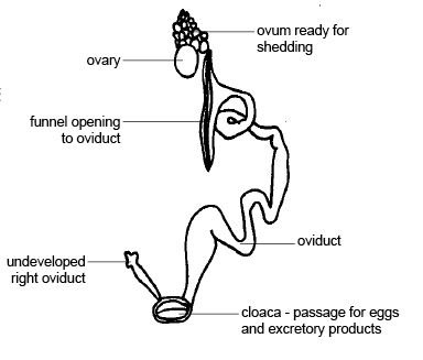 Anatomy_and_physiology_of_animals_Female_reproductive_organs_of_a_bird.jpg