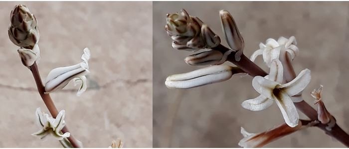 Haworthia flowers.JPG