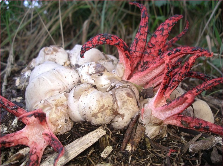 1 Clathrus_archeri.jpg