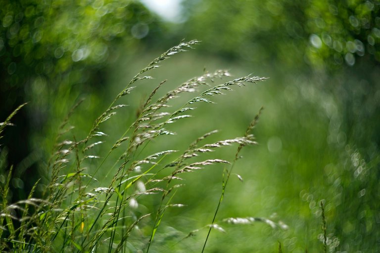 grasses green bokeh 2.jpg