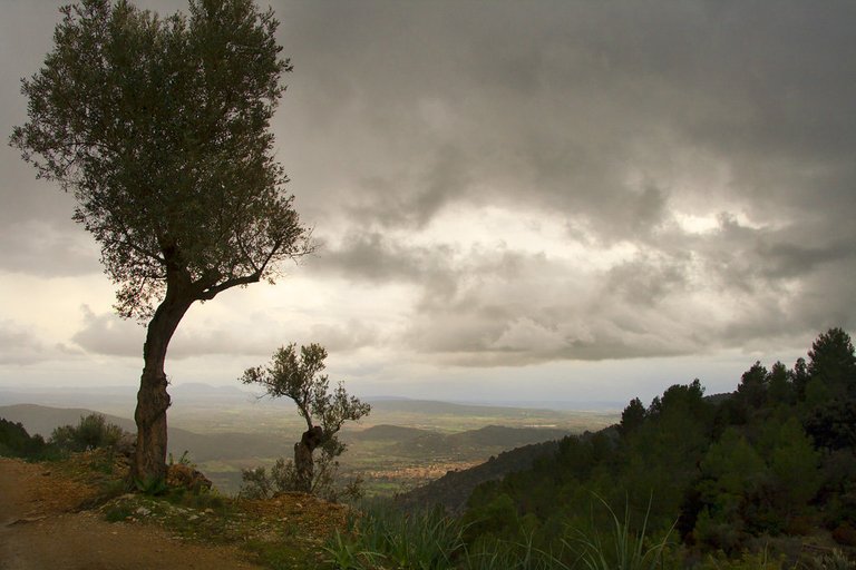 trees-on-a-hill-a-cloudy-spring-day_5522404654_o (FILEminimizer).jpg