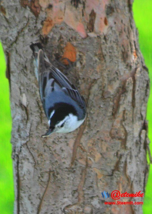 White-breasted Nuthatch PFW21-0108.JPG