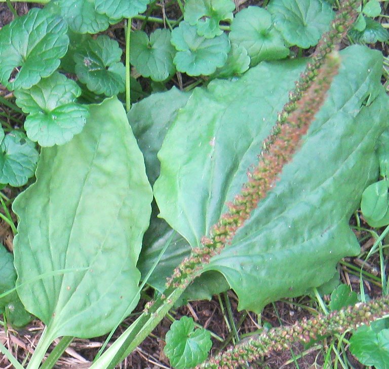 Plantain seed head.JPG