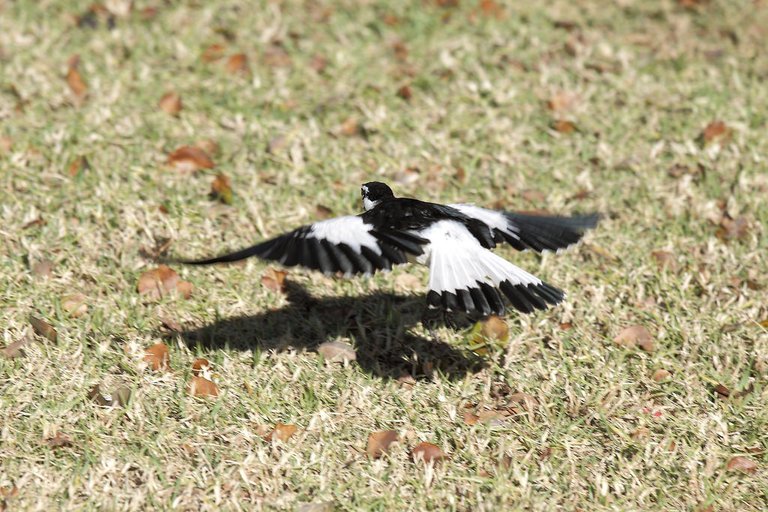 4992322899-eaglewhite-winged-choughs (FILEminimizer).jpg