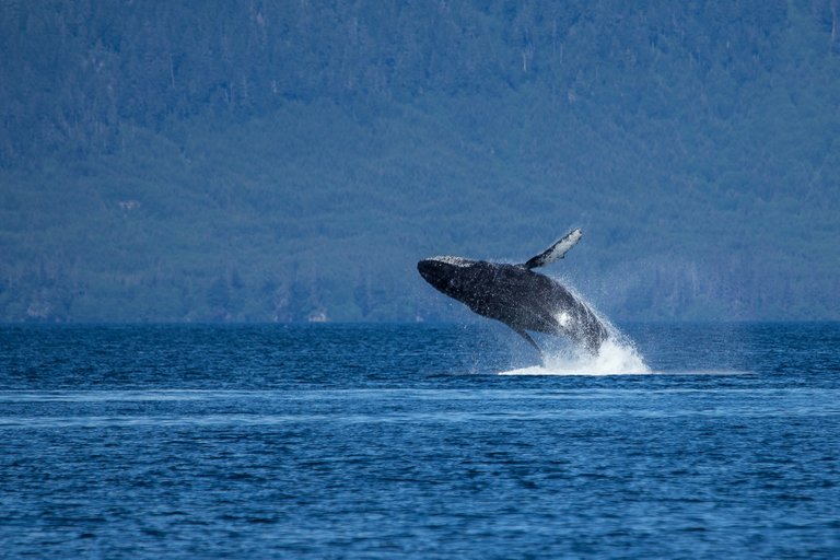 Alaska Humpback.jpg