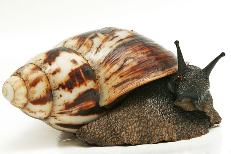 archachatina marginata marginata_02big.jpg