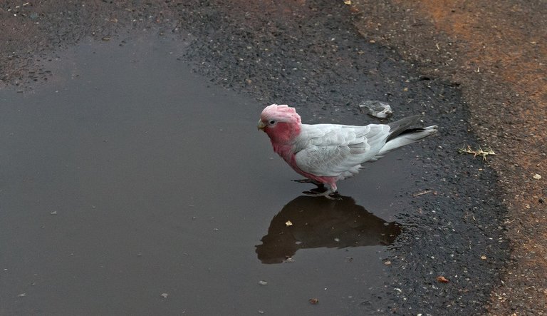 6943471039-australiabird (FILEminimizer).jpg