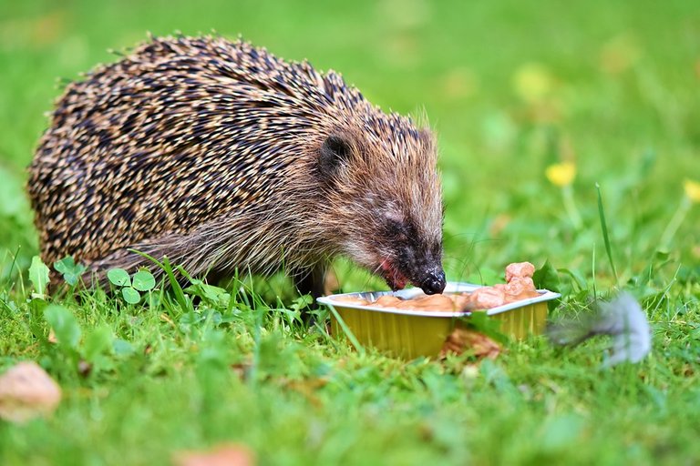 hedgehog-3693593_960_720.jpg