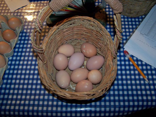 New layers 9 eggs crop October 2019.jpg