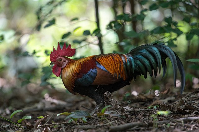 Red Jungle Fowl Male.jpg