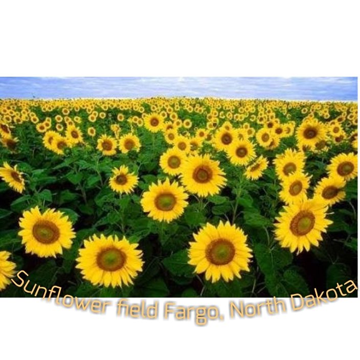 sun flower .jpg