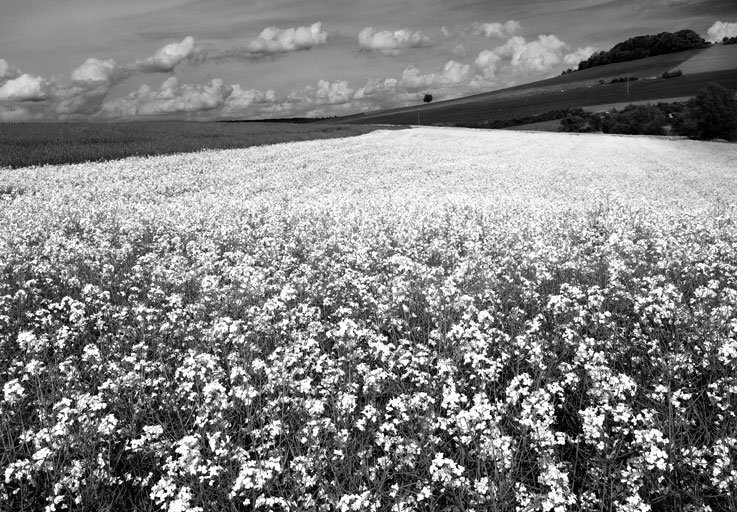 among-the-rapeseed-field_3566584439_o (FILEminimizer).jpg