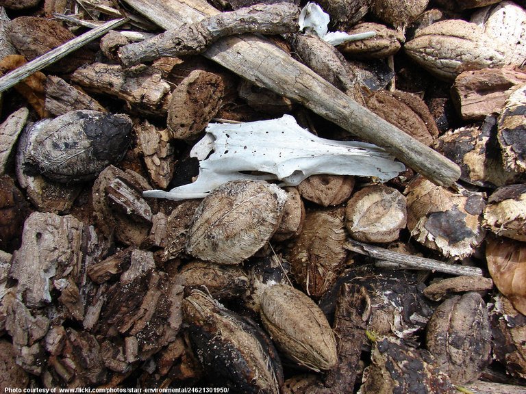 Nuts and Skull-001-102616.jpg