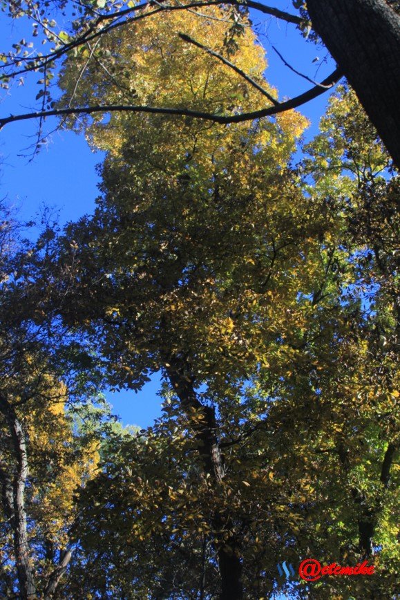 fall trees colors landscape fall-colors fontenelle-forest Fall02053.jpg