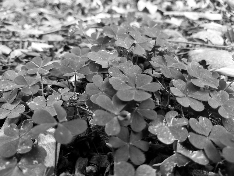 Black and White Flora.jpg