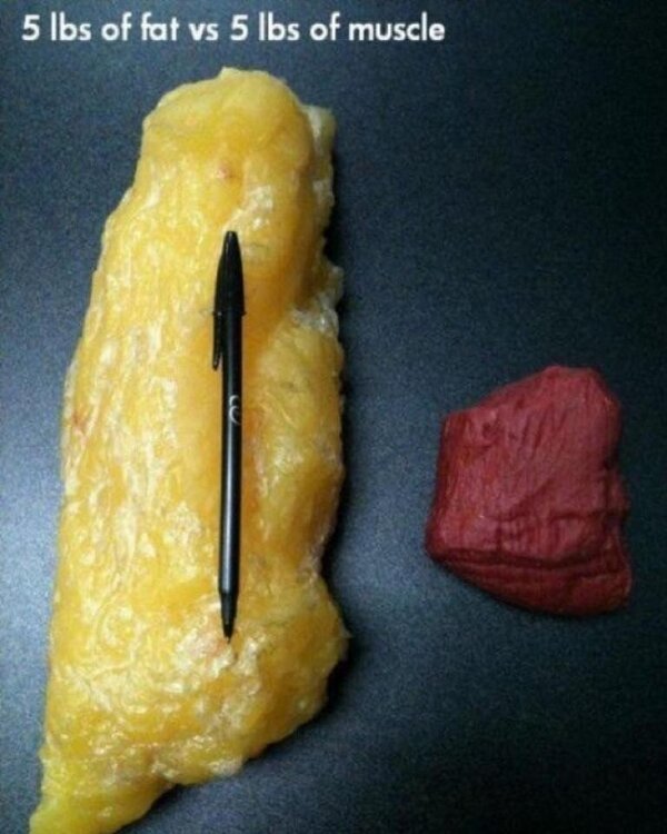 Muscle vs fat pic.jpg