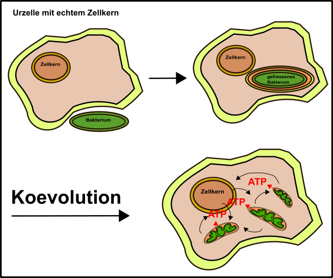 Fig.1 Endosymbiose.svg.png