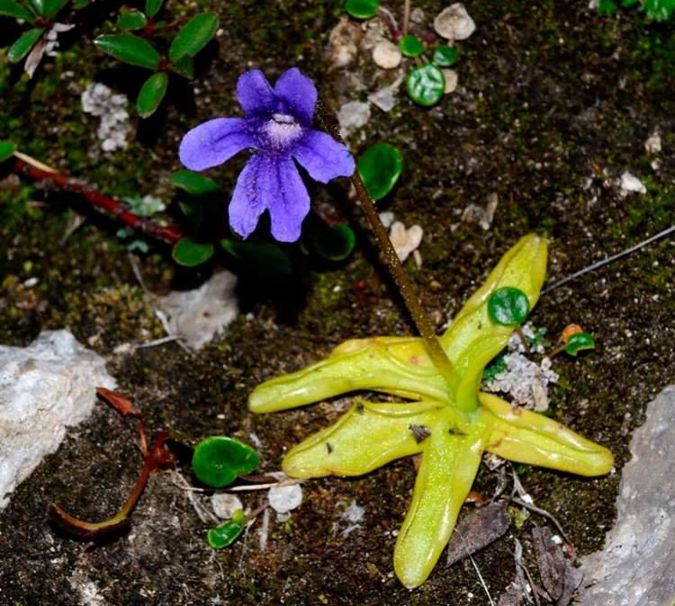 pinguicula-fiorii10331.jpg