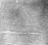160px-Fingerprint_Whorl.jpg