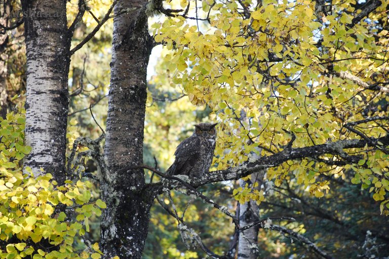 shasta2019march22nd47autumnowl13io.jpg