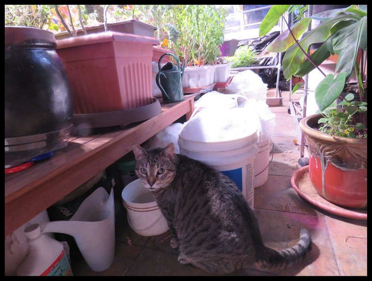 JJ looking up from water bucket with buckets of snow behind him.JPG