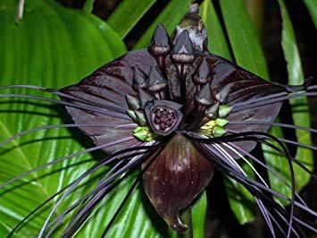Black bat flower.jpg