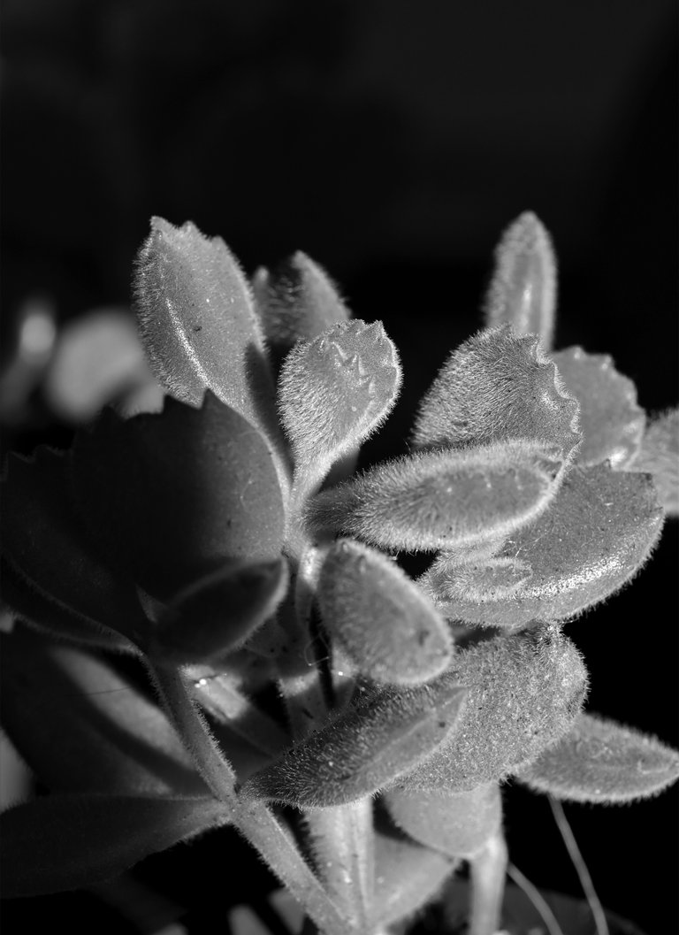 Cotyledon tomentosa bear paws bw 1.jpg