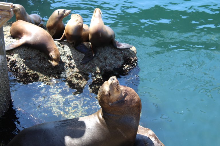 SeaLions6.JPG