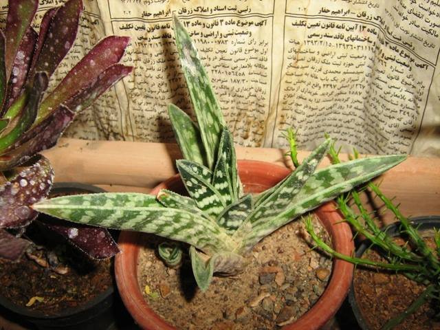 aloe varigata.jpg