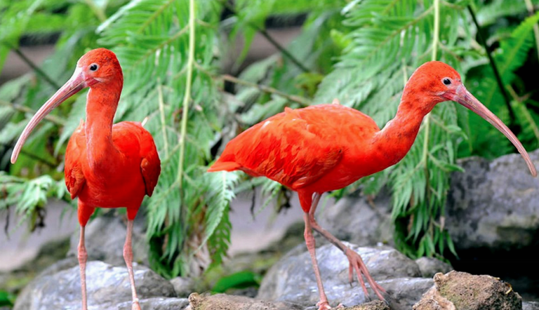 6.-biosfera-ibis-escarlata.png